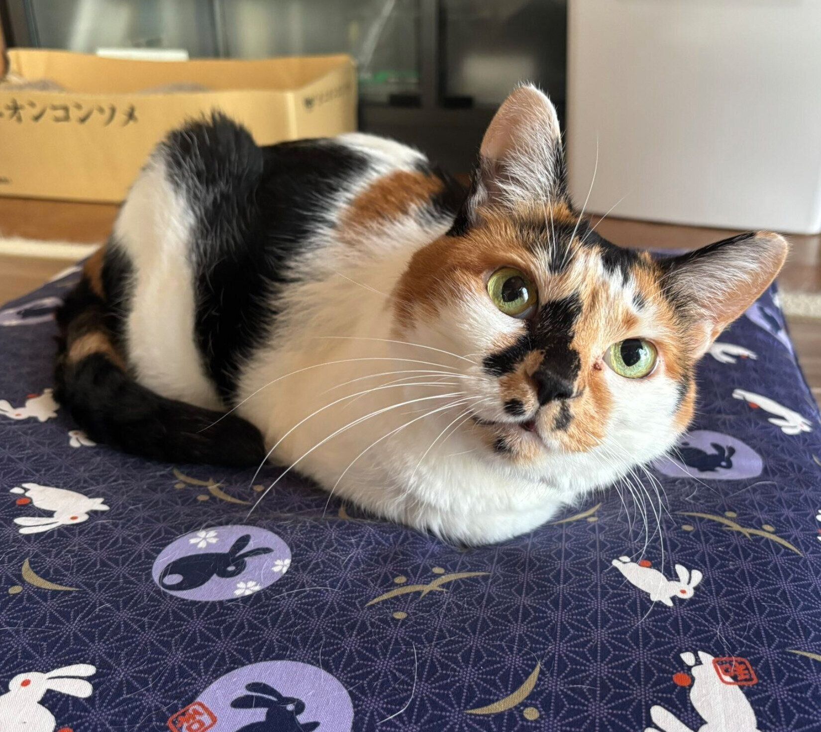 まったりするさくらちゃん