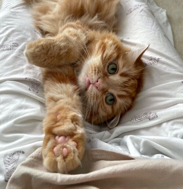 まったりするちくわちゃん