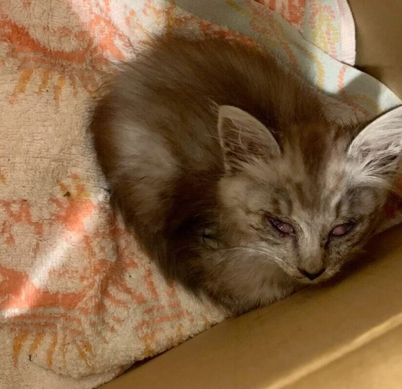 保護当時のことちゃん