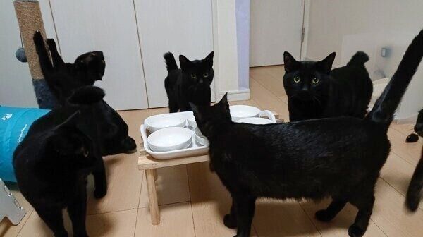 ミルキくん、イルミくん、ゼノくん、カルトちゃん、キキョウちゃん、アルカちゃん