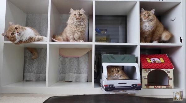 満室になる猫マンション