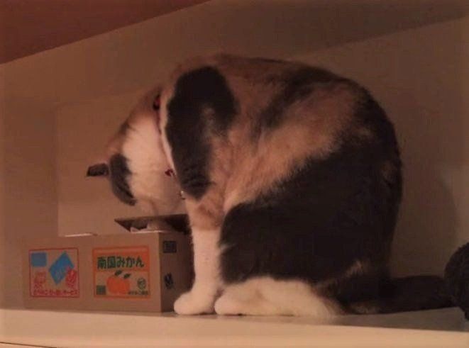 貯金箱で遊ぶ猫