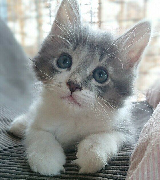 小首を傾げて見つめるMIXグレーのアポロちゃん