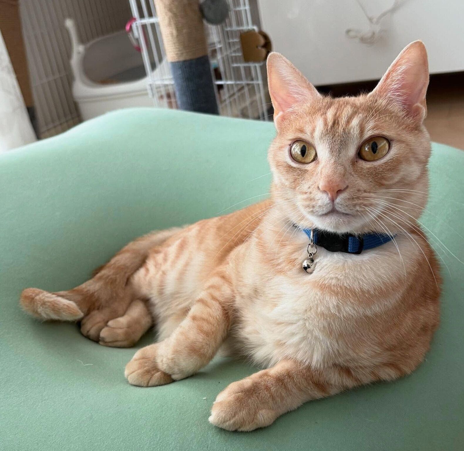 まったりするぽっけくん