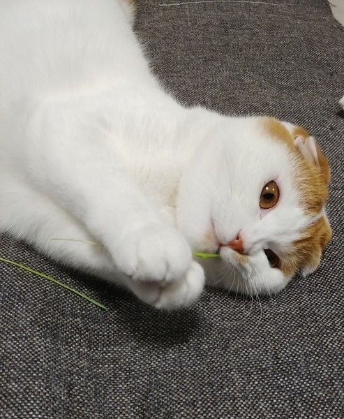 スコティッシュフォールドのまるちゃん