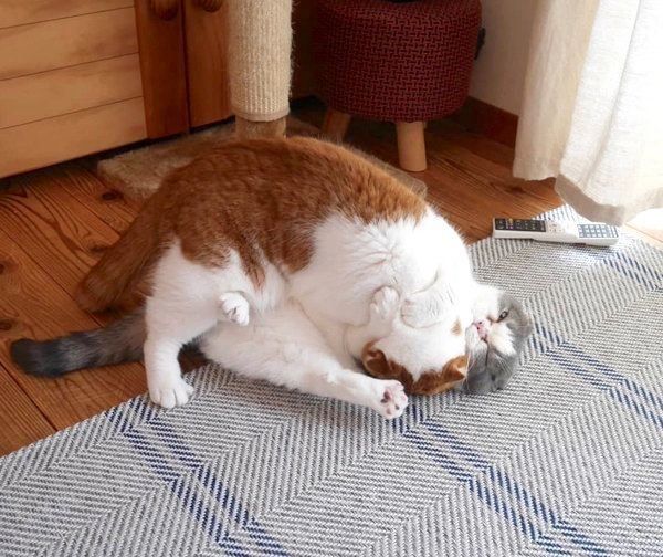 乱闘するスコティッシュフォールド