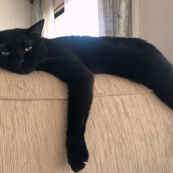 ソファでくつろぐ猫