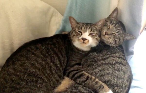 くっついて眠るちゃむのすけくんとまるきちくん