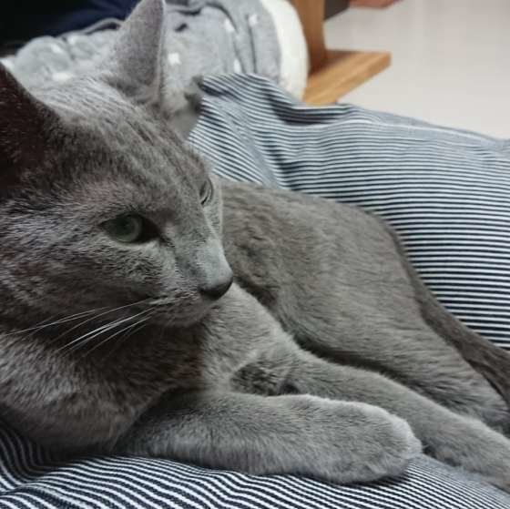 クッションの上でくつろぐ猫