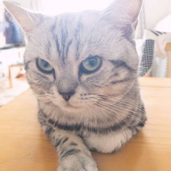 カメラ目線のアメリカンショートヘア