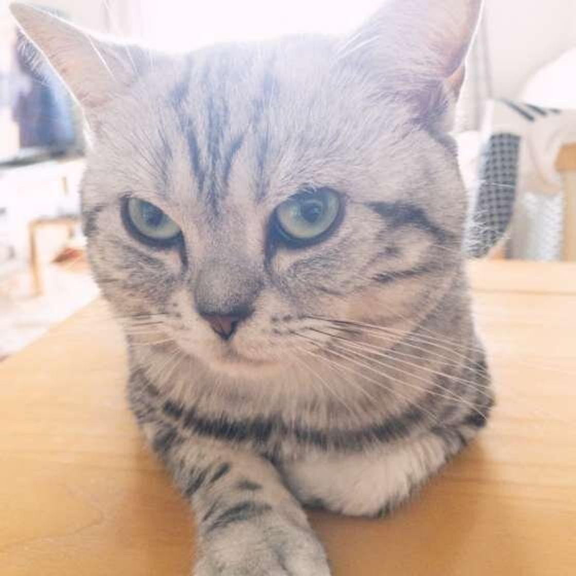 性別超えて人気な猫の名前は みんなつけてる猫の名前ランキング ねこのきもちweb Magazine 性別超えて人気な猫の名前は みんなつけてる猫の名前ランキング ねこのきもちweb Magazine