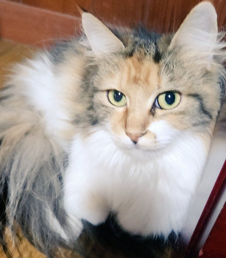 3才のメインクーン