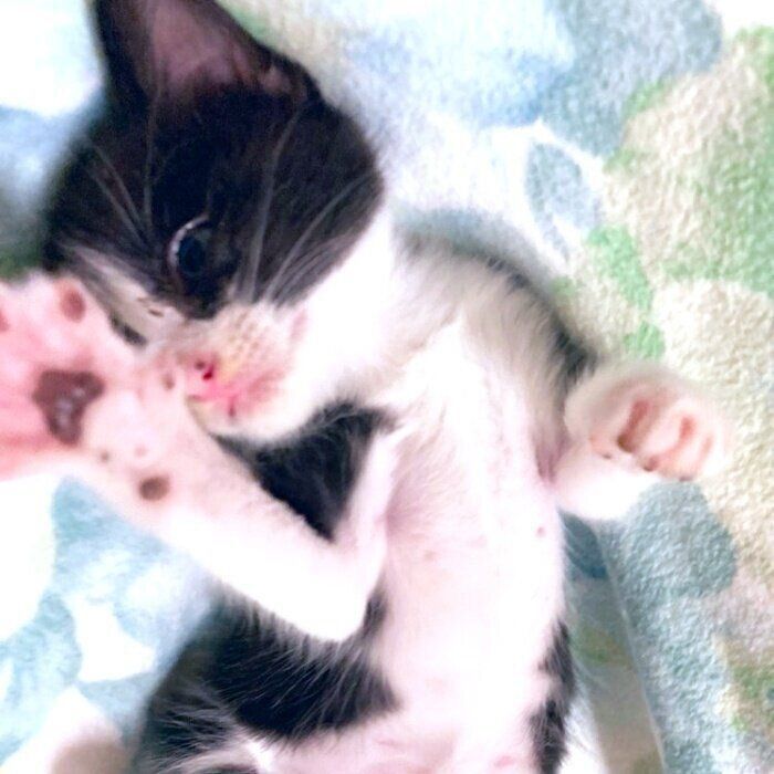 保護当時、小さくはかなげな様子だった美猫ちゃん