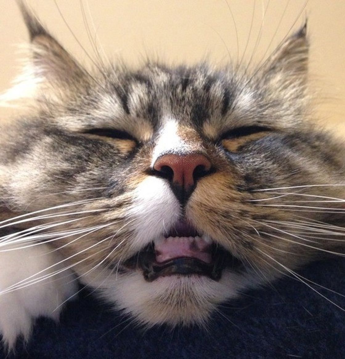 獣医師監修 猫が寝言を言うのは夢を見ているから 鳴き声別で解説 ねこのきもちweb Magazine 獣医師監修 猫が寝言を言うのは夢を見ているから 鳴き声別で解説 ねこのきもちweb Magazine