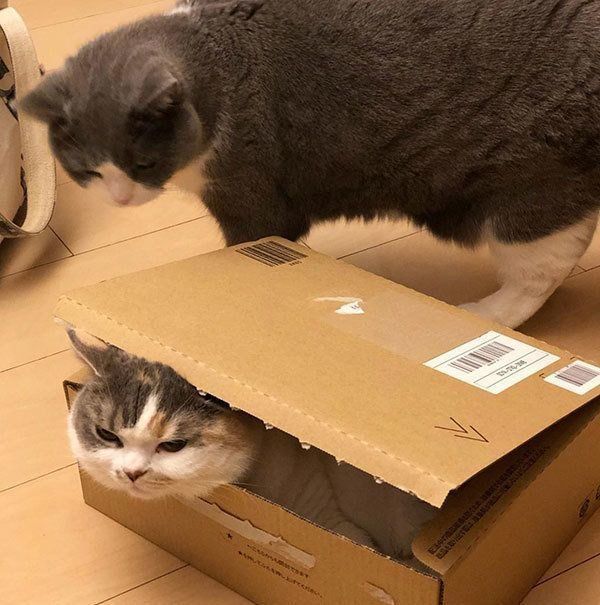 ブリティッシュショートヘアとスコティッシュフォールド