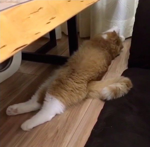 スコティッシュフォールド