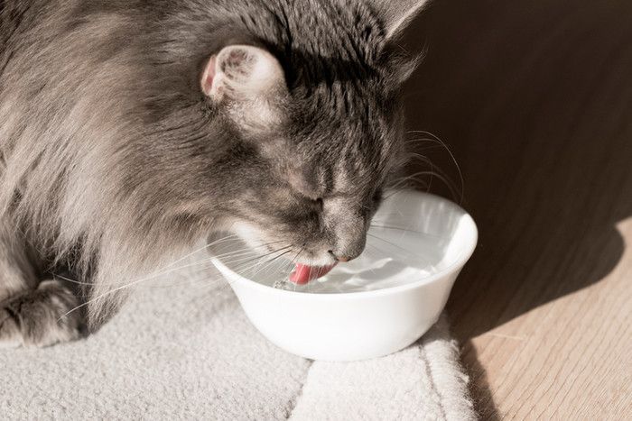 水を飲む猫