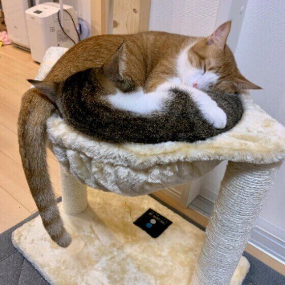 寄り添う2匹の猫