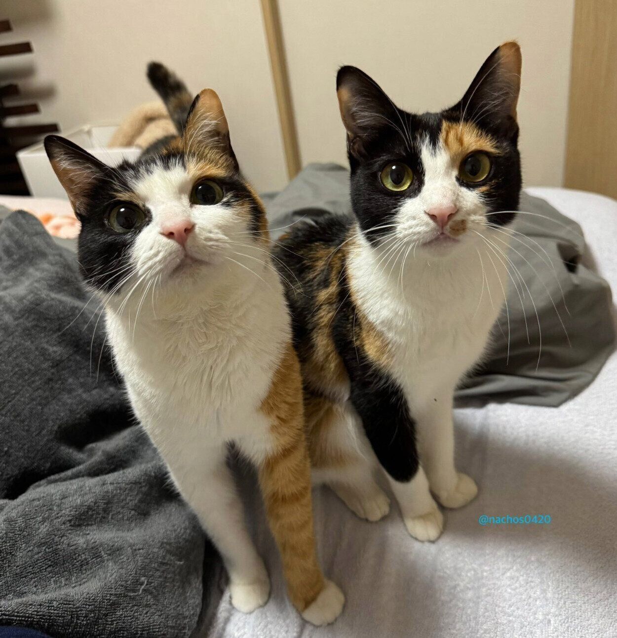 見つめるなっちゃん、スイちゃん