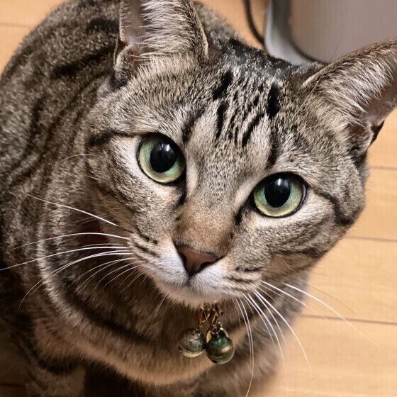 まっすぐ見つめてくるキジトラ猫
