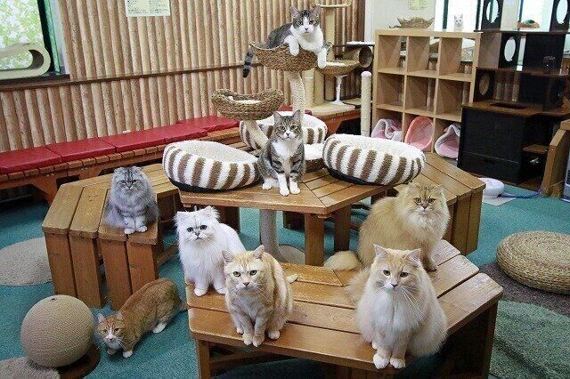 「ねこまんま」は名古屋地区猫ランド