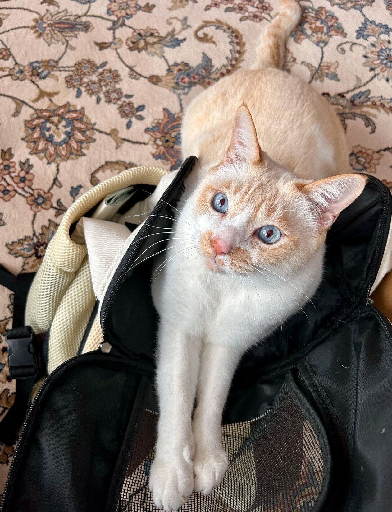 8才になったフィルくん