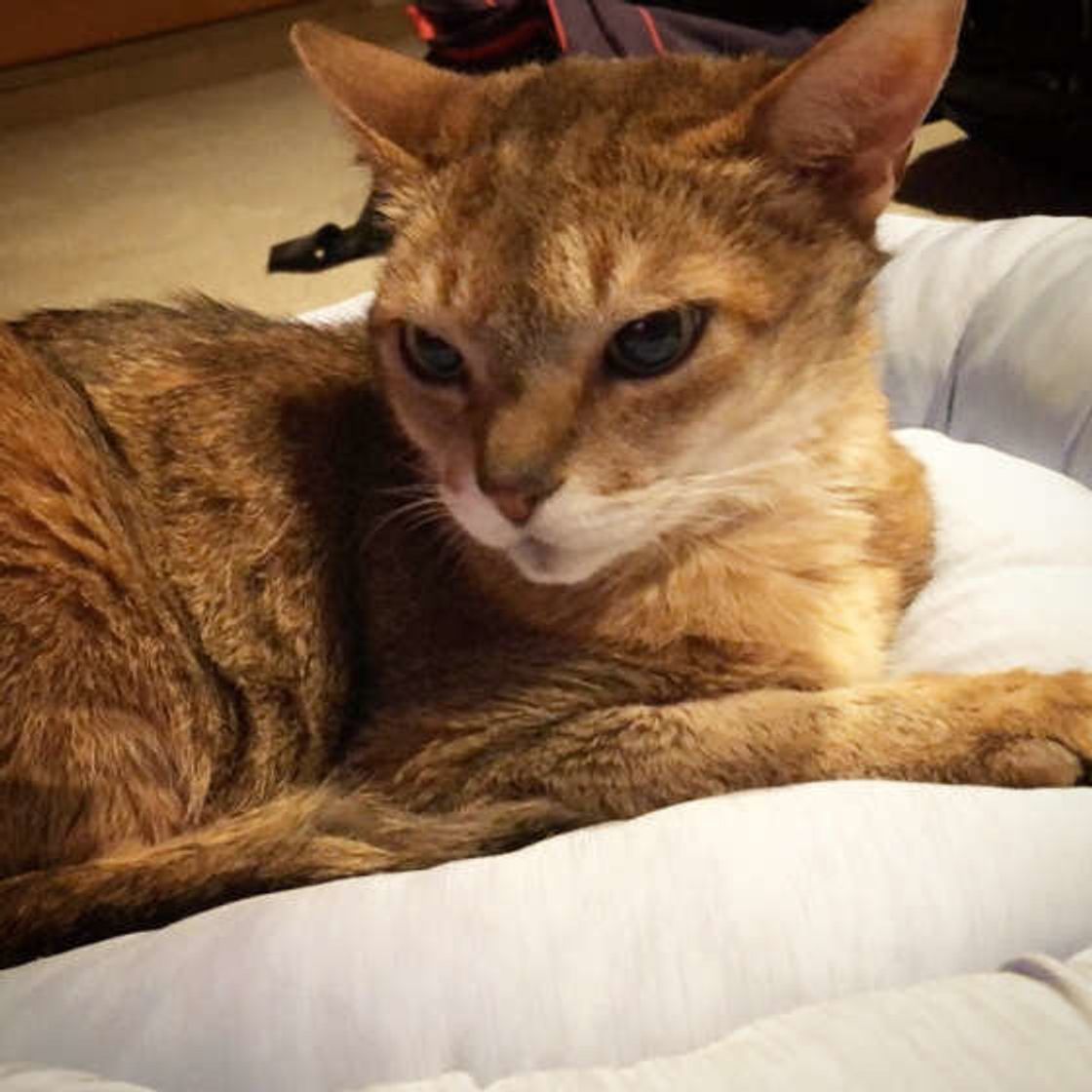 獣医師監修 アビシニアンの性格って 特徴 凶暴化の対処法も解説 ねこのきもちweb Magazine 獣医師監修 アビシニアンの性格って 特徴 凶暴化の対処法も解説 ねこのきもちweb Magazine