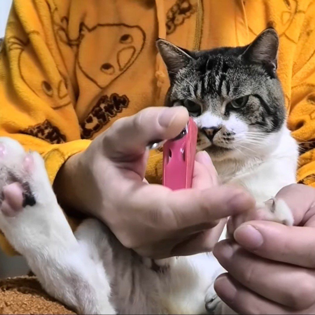 爪切り中のリキちゃん