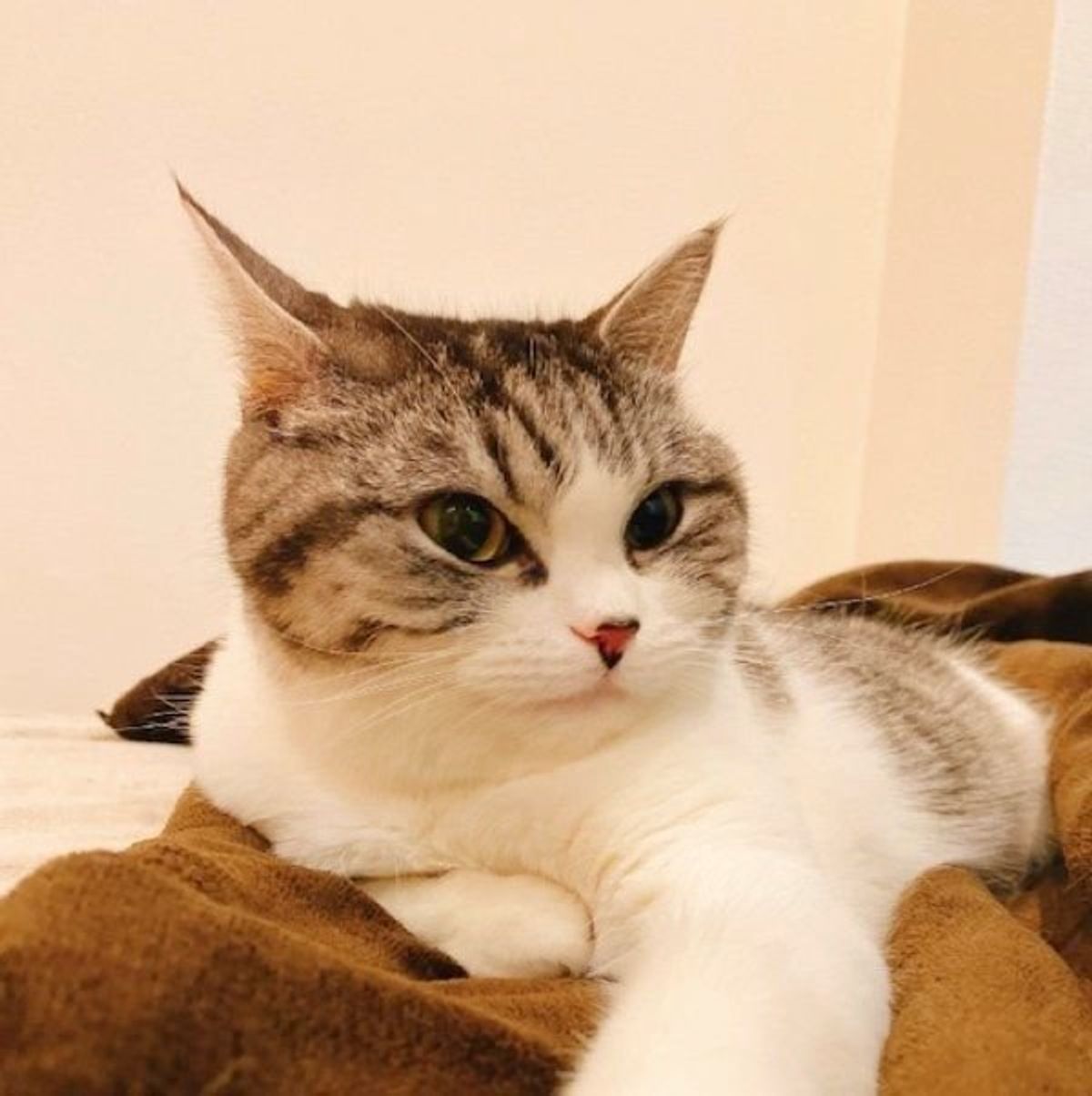 一生見ていられる ゴミをおもちゃだと思いこみ追跡してくる猫が可愛すぎた ねこのきもちweb Magazine 一生見ていられる ゴミをおもちゃだと思いこみ追跡してくる猫が可愛すぎた ねこのきもちweb Magazine