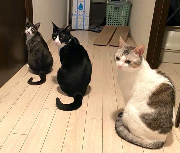 シンクロするもやしくん、くろまめちゃん、とうふちゃん