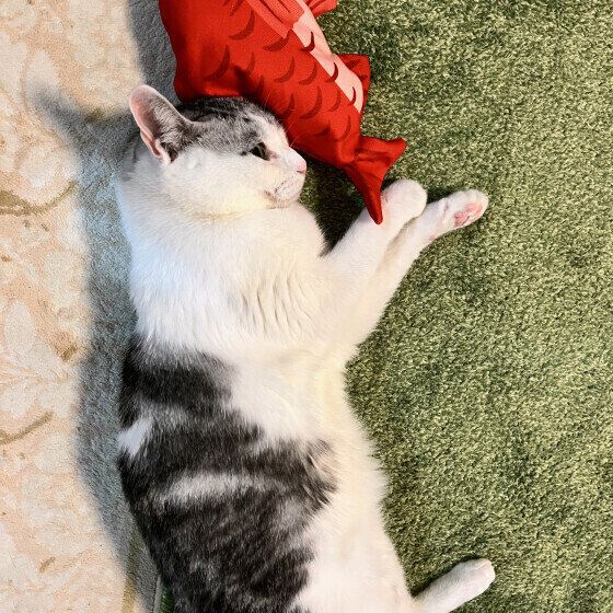 鯛くんがお気に入りのもーしゃんちゃん