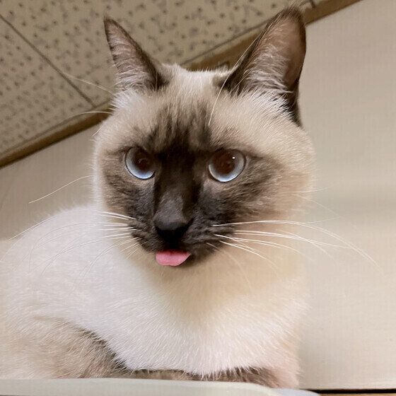 シャム猫のメルちゃん