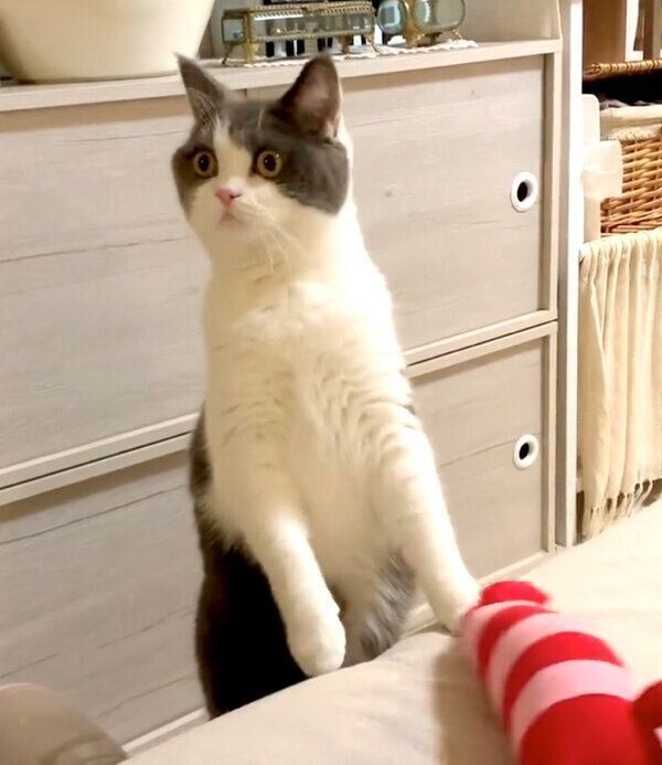 なにかを見つめるおもちちゃん