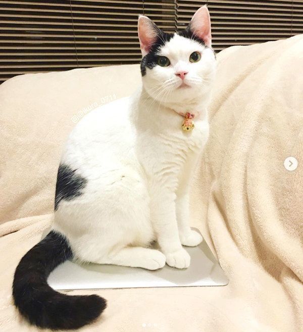 パソコンの上に座る猫