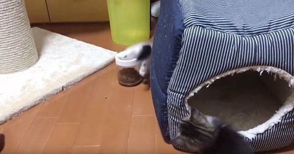 ケンカをする子猫