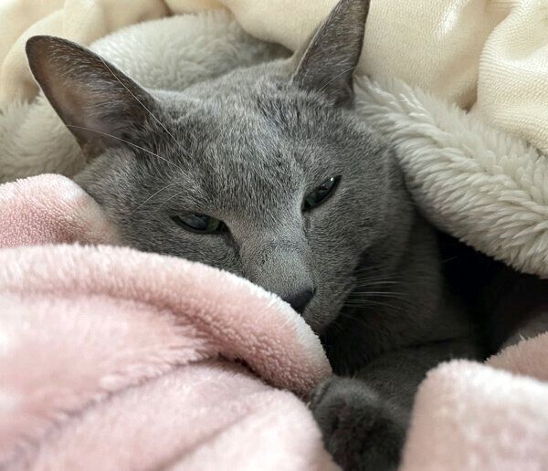 毛布に包まるれおくん