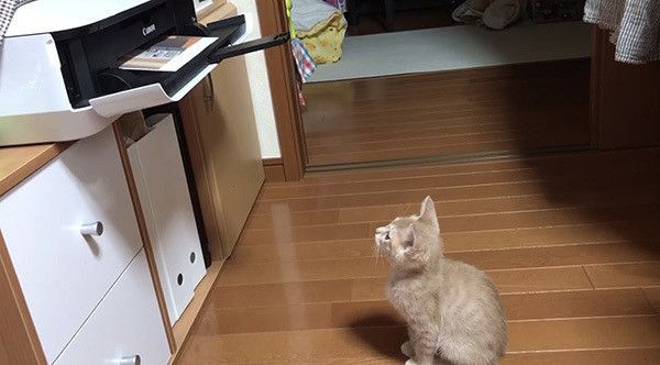 プリンターを見る猫