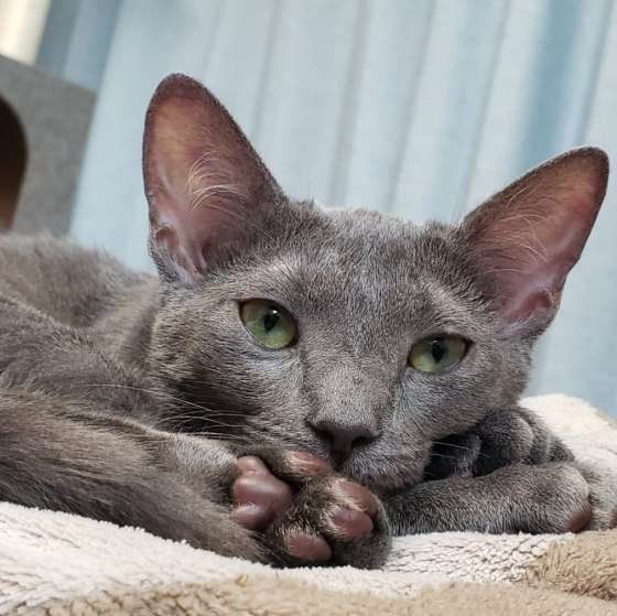 ゆっくりくつろぐロシアンブルー