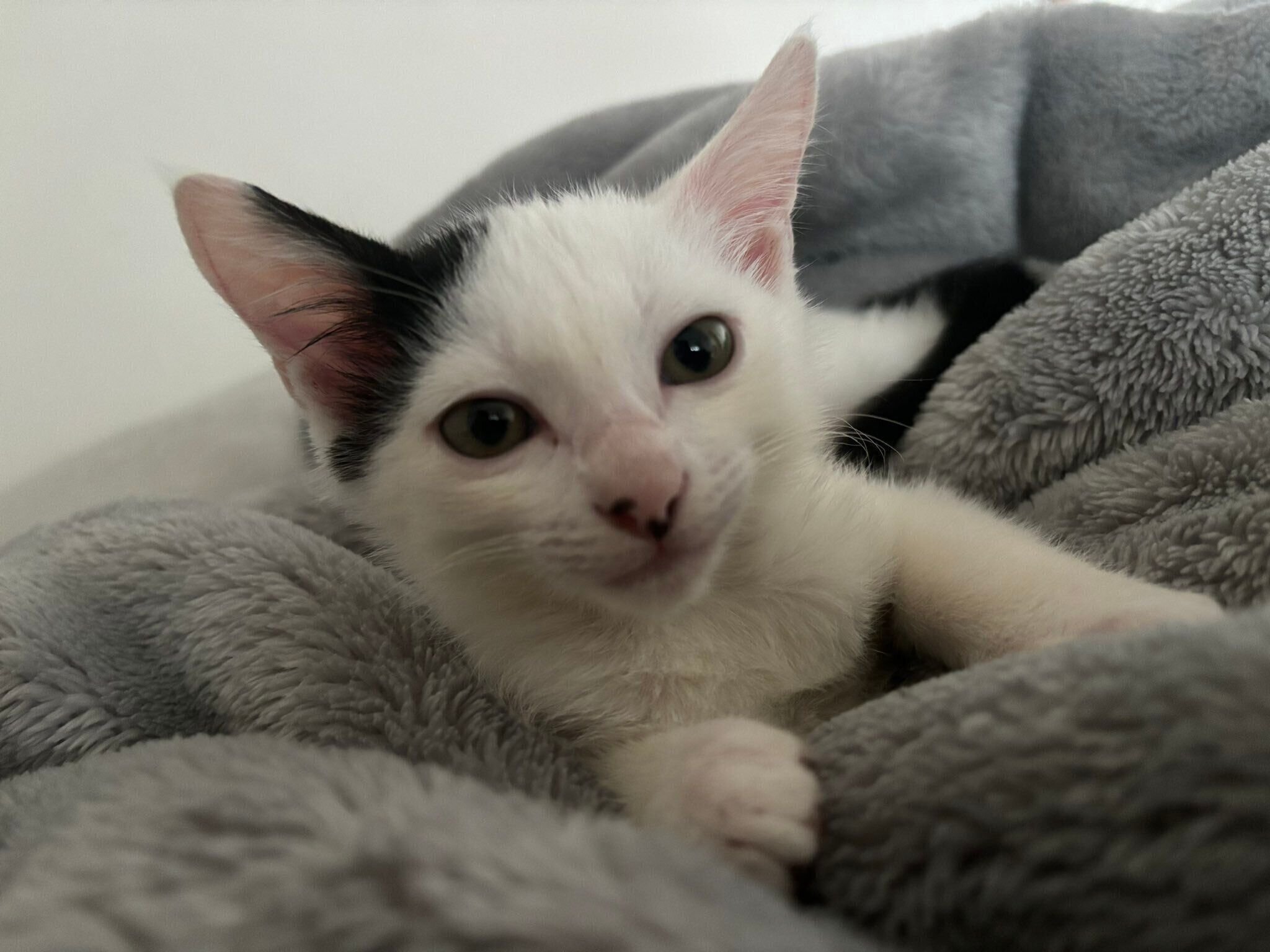 生後2カ月頃の子猫