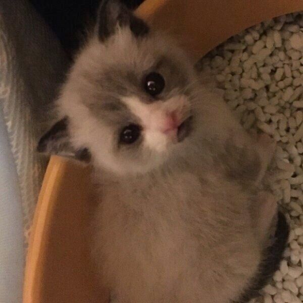 生後2週齢ごろのふっくん