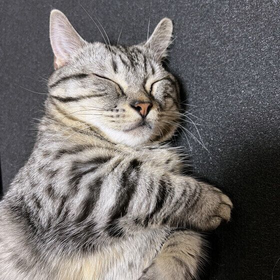 マンチカンのチビちゃん♪