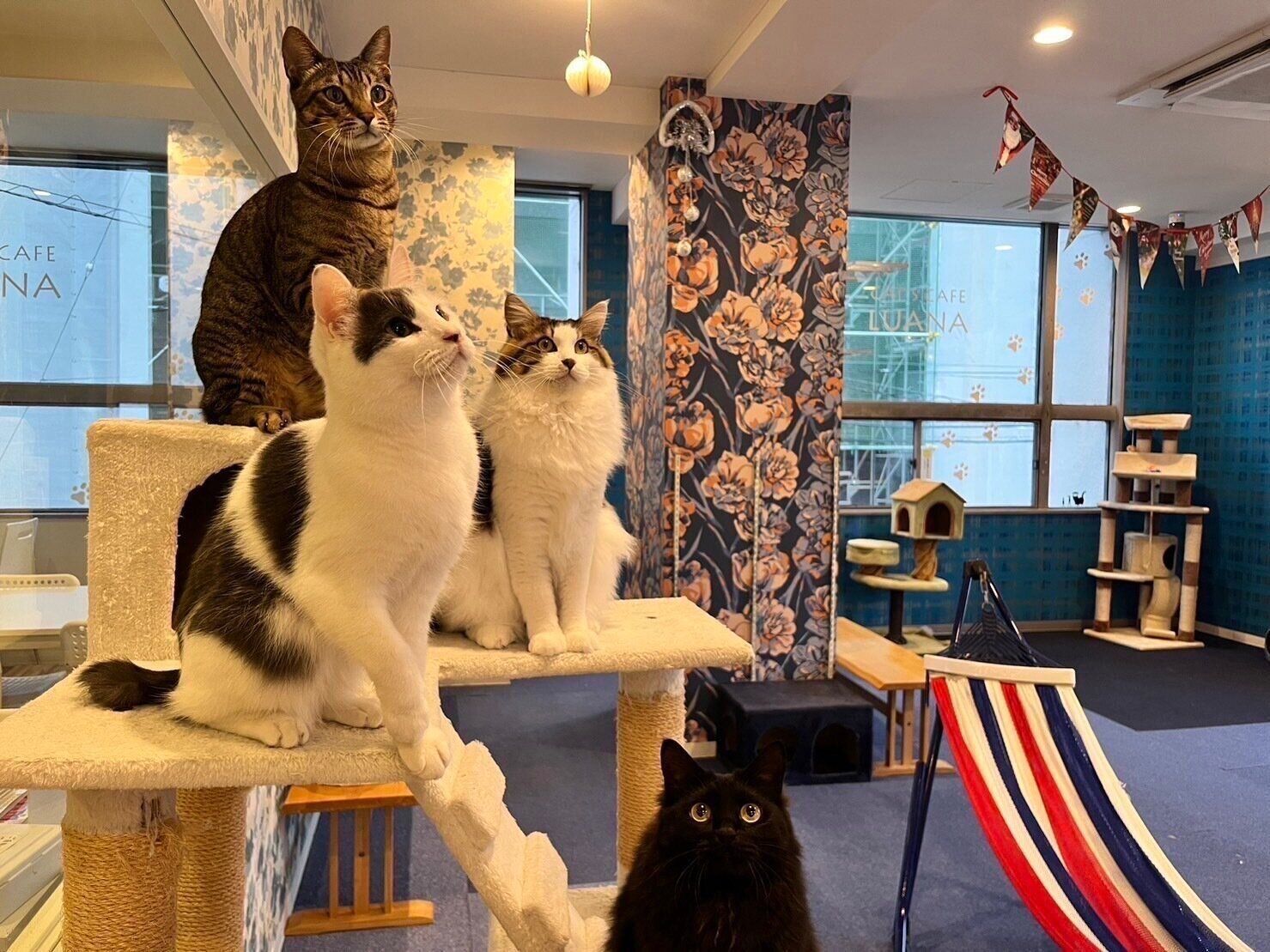 お気に入りのオモチャで大集合する猫たち