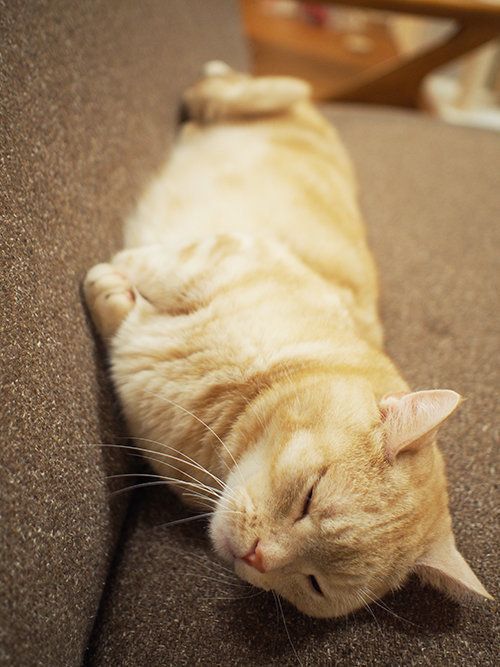 マンチカンぷーちゃん