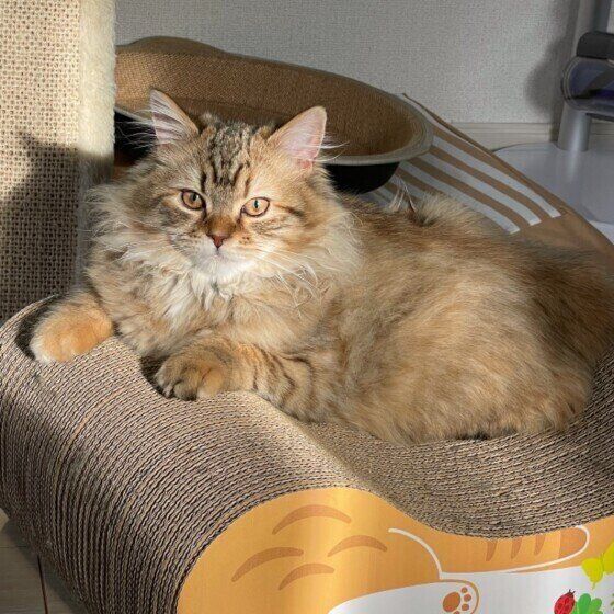 日の光を浴びるサイベリアン