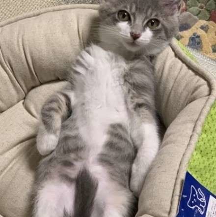 猫ベッドで寝ているMIXサバトラふくくん