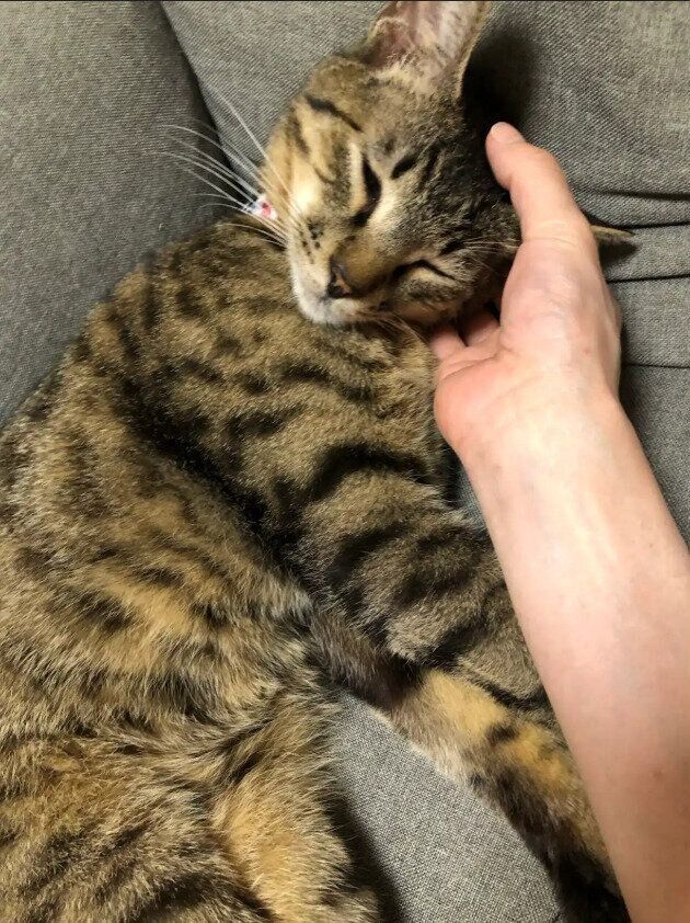 飼い主に撫でられている猫
