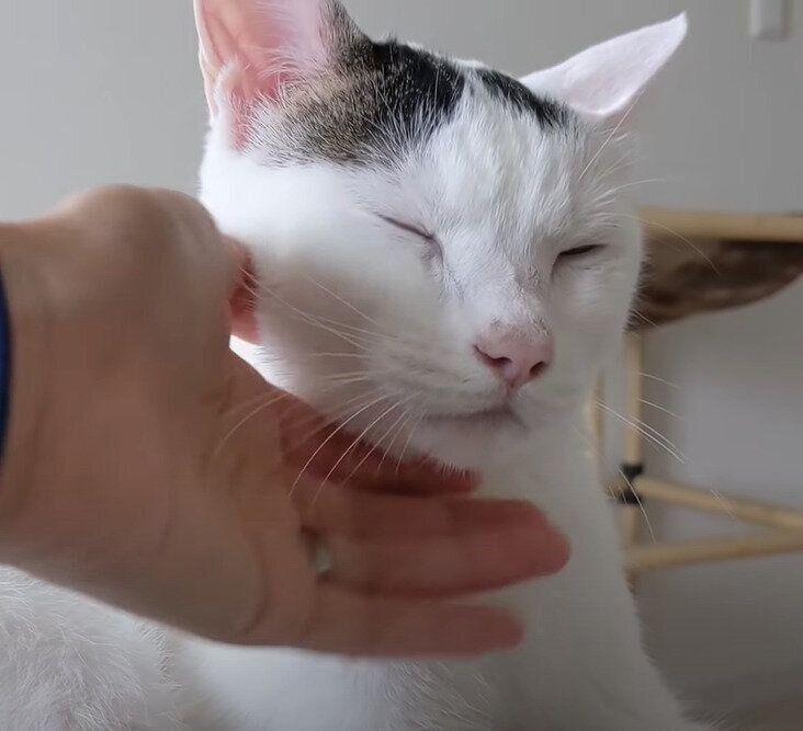 ママさんに甘える猫のチロくん