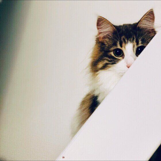 見つめるこたろうくん（ノルウェージアンフォレストキャット）