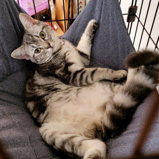 マンチカンのテトちゃん♪