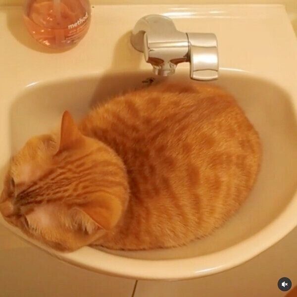 まったりするココちゃん